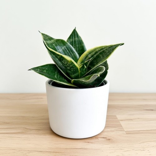 Sansewieria gwinejska Golden Hahnii Sansevieria trifasciata P9 #2