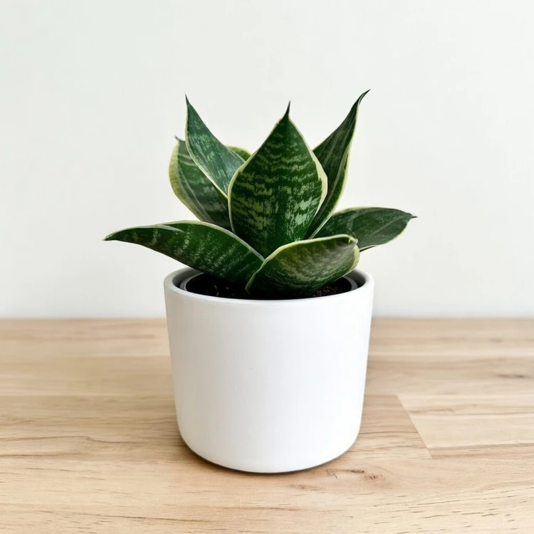 Sansewieria gwinejska Golden Hahnii Sansevieria trifasciata P9 #3