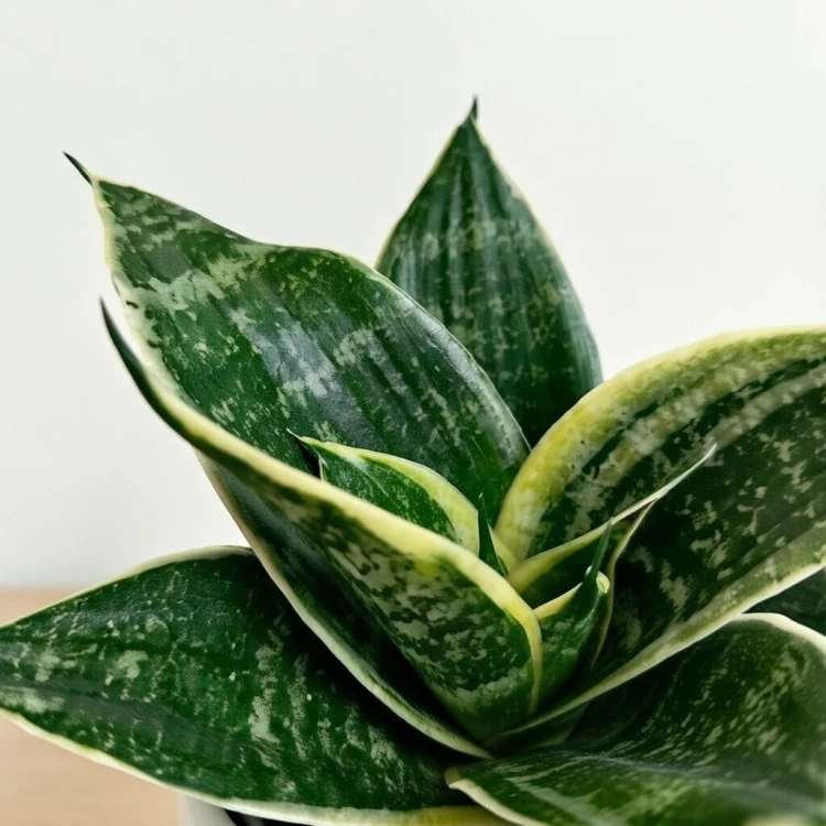 Sansewieria gwinejska Golden Hahnii Sansevieria trifasciata P9 #4