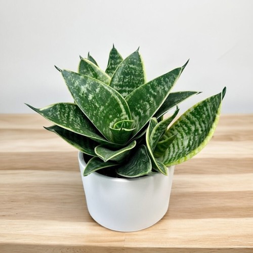 Sansewieria gwinejska Golden Hahnii Sansevieria trifasciata P12 #1