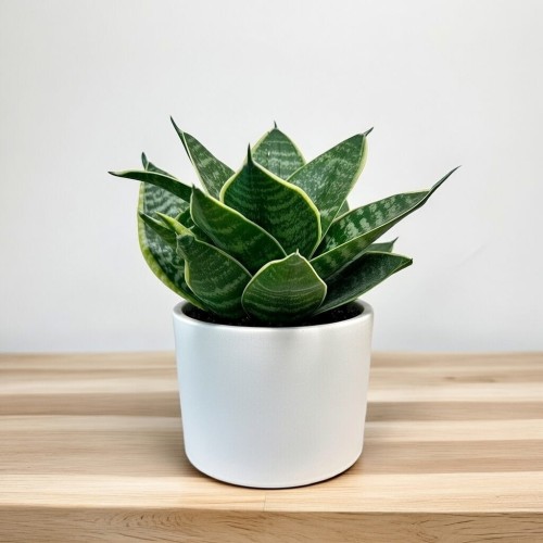 Sansewieria gwinejska Golden Hahnii Sansevieria trifasciata P12 #2