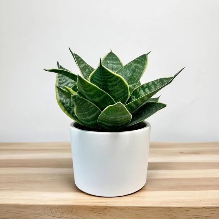 Sansewieria gwinejska Golden Hahnii Sansevieria trifasciata P12 #2