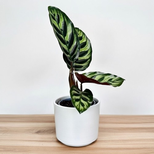 Calathea Makoyana Kalatea Makoya P9 #2