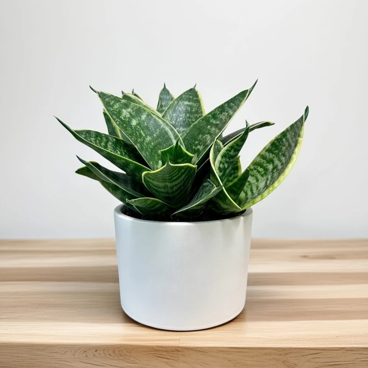 Sansewieria gwinejska Golden Hahnii Sansevieria trifasciata P12 #3