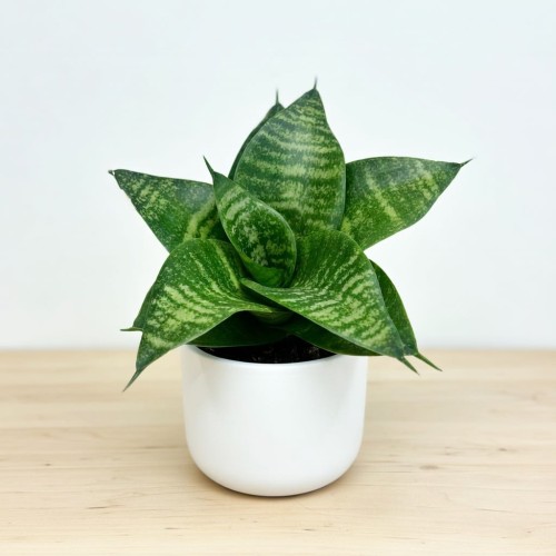 Sansewieria gwinejska Green Hahnii Sansevieria trifasciata P9 #1