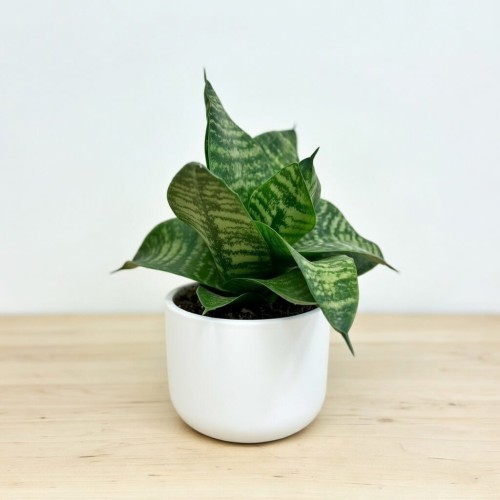Sansewieria gwinejska Green Hahnii Sansevieria trifasciata P9 #2