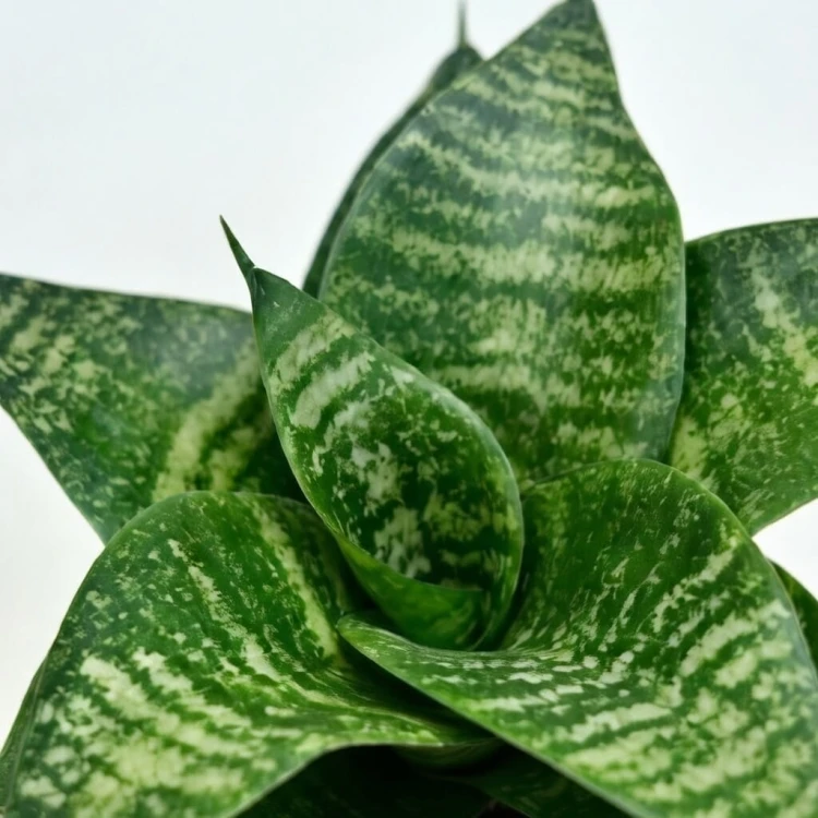 Sansewieria gwinejska Green Hahnii Sansevieria trifasciata P9 #3