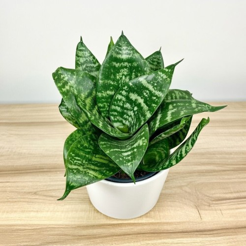 Sansewieria gwinejska Green Hahnii Sansevieria trifasciata P12 #1