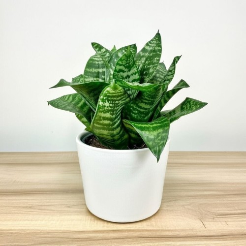 Sansewieria gwinejska Green Hahnii Sansevieria trifasciata P12 #2
