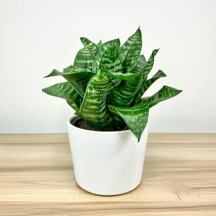 Sansewieria gwinejska Green Hahnii Sansevieria trifasciata P12 #2