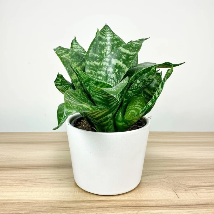 Sansewieria gwinejska Green Hahnii Sansevieria trifasciata P12 #3