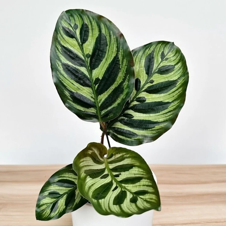 Calathea Makoyana Kalatea Makoya P9 #3