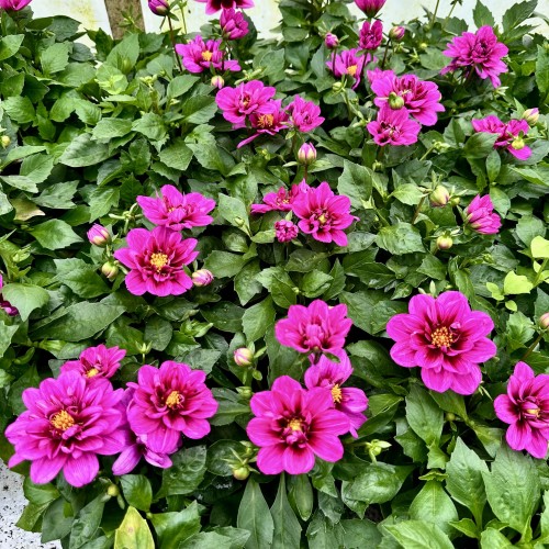 Dahlia Labella Medio Fun Pink with Eye Dalia Różowa #1
