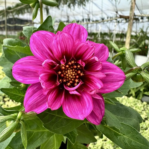 Dahlia Labella Medio Fun Pink with Eye Dalia Różowa #2