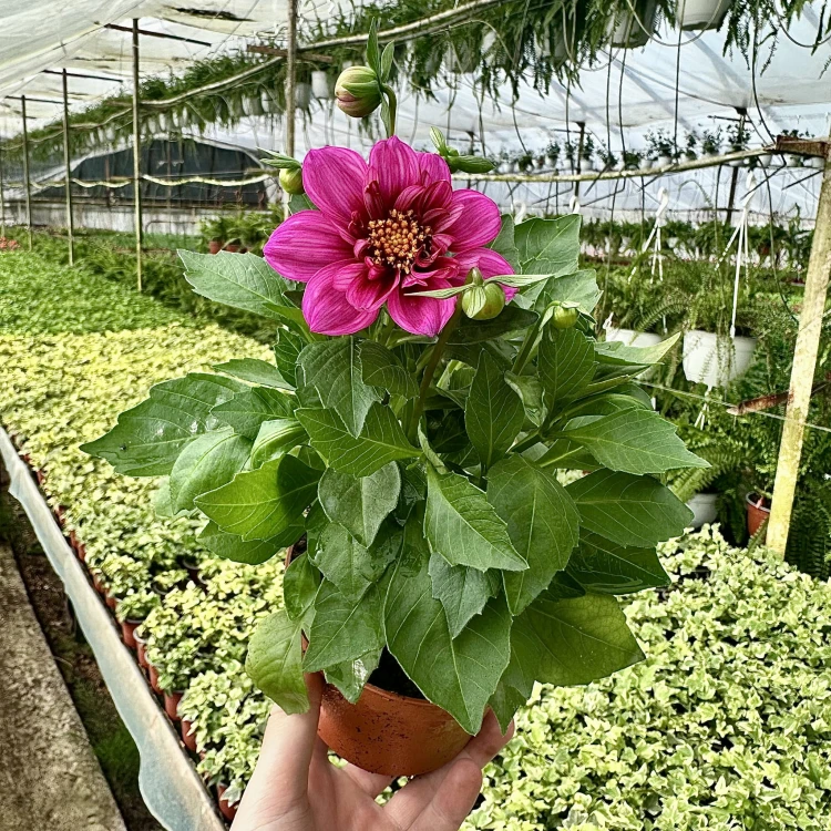 Dahlia Labella Medio Fun Pink with Eye Dalia Różowa #3