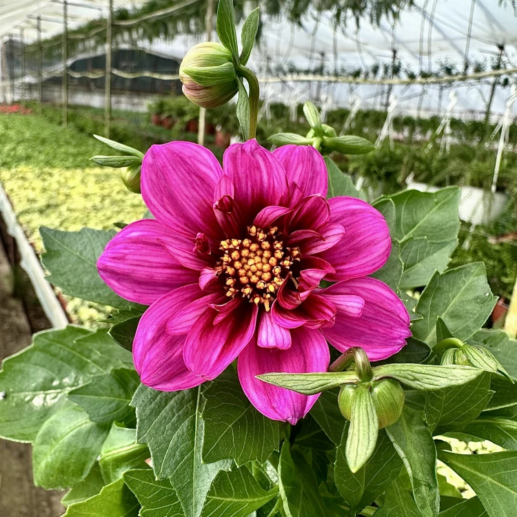 Dahlia Labella Medio Fun Pink with Eye Dalia Różowa #5