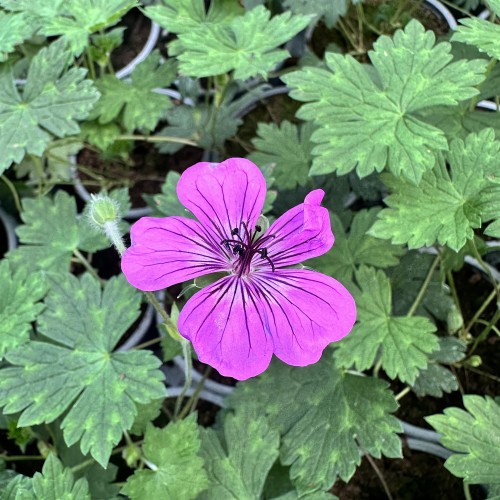 Geranium Pink Penny Bodziszek Mieszańcowy #1