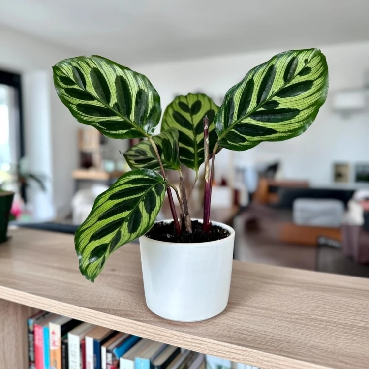 Calathea Makoyana Kalatea Makoya P9 #4