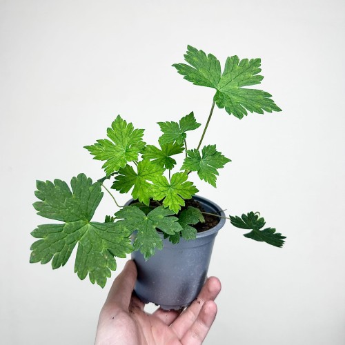 Geranium Pink Penny Bodziszek Mieszańcowy #2