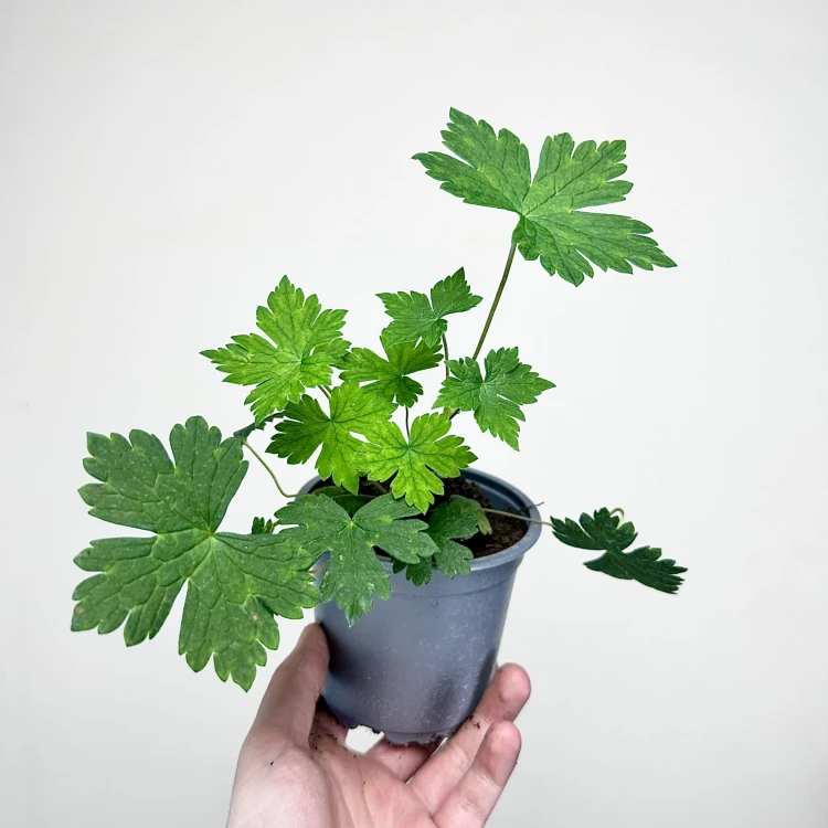 Geranium Pink Penny Bodziszek Mieszańcowy #2