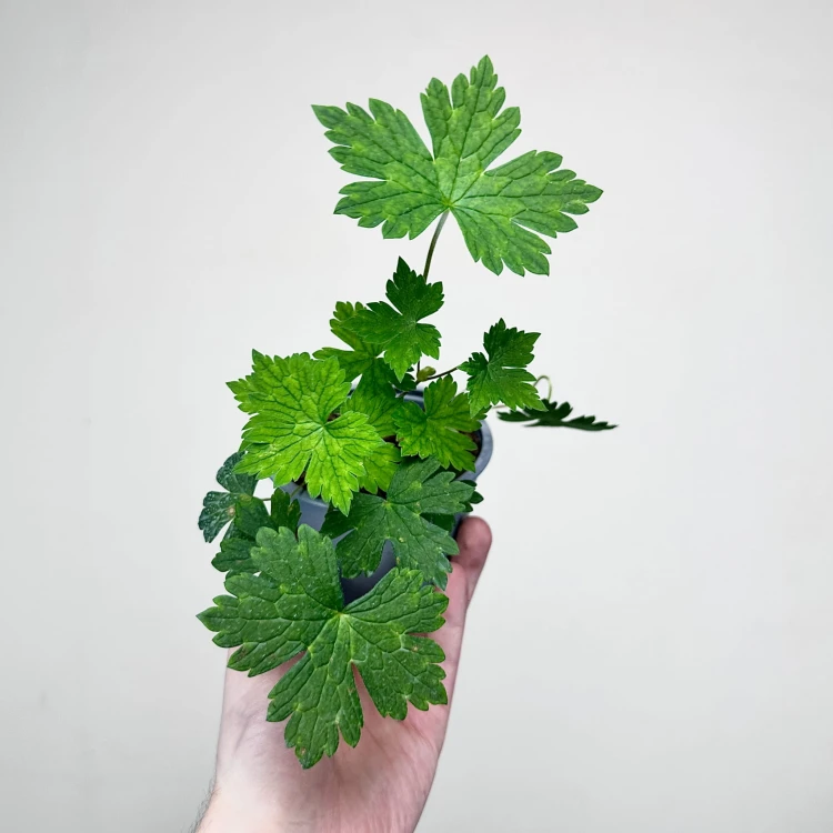 Geranium Pink Penny Bodziszek Mieszańcowy #3