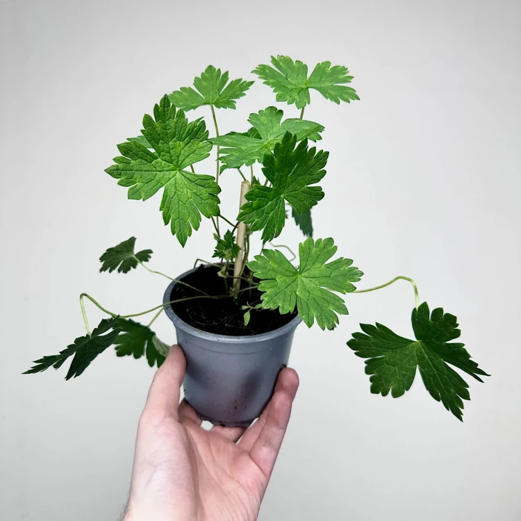 Geranium Pink Penny Bodziszek Mieszańcowy #4