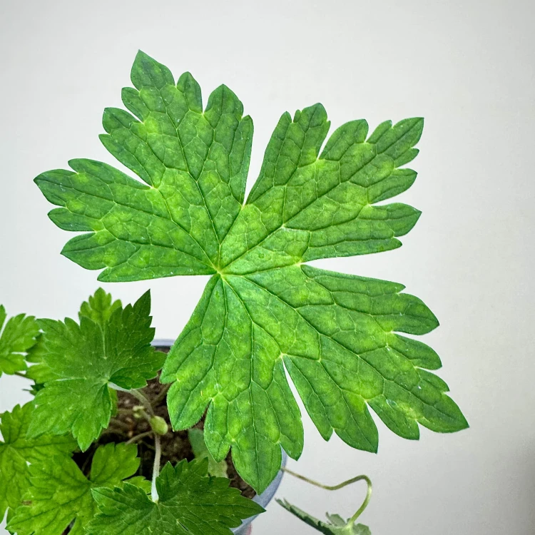 Geranium Pink Penny Bodziszek Mieszańcowy #5