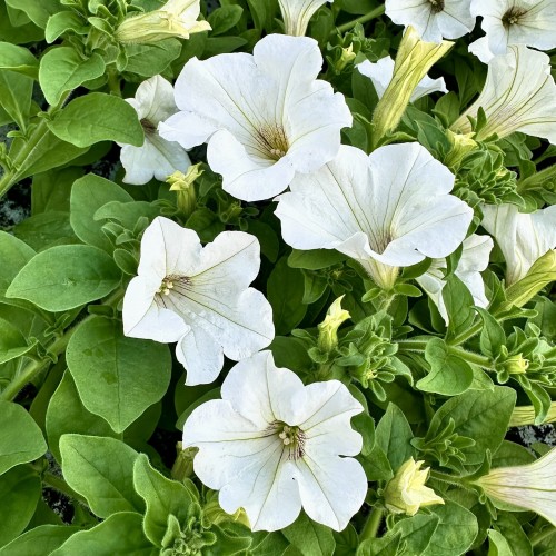 Surfinia White Petunia Biała #1