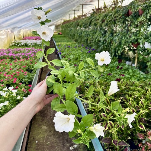 Surfinia White Petunia Biała #2
