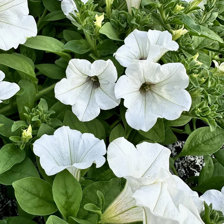 Surfinia White Petunia Biała #3