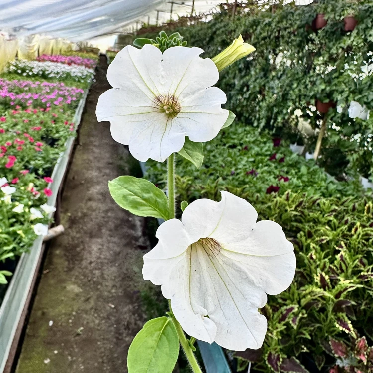 Surfinia White Petunia Biała #4