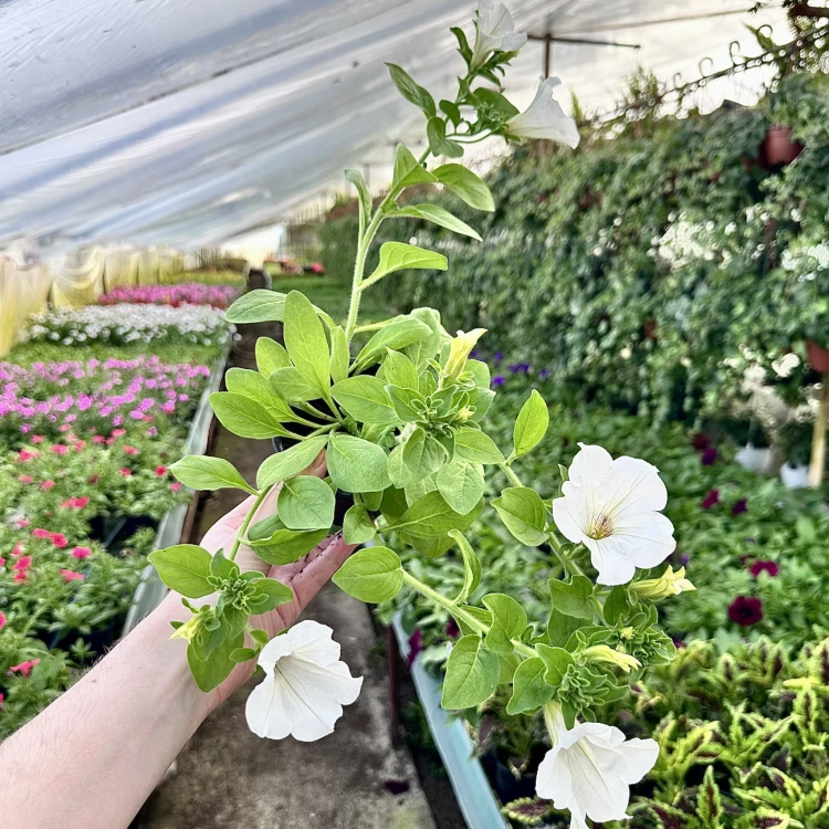 Surfinia White Petunia Biała #5