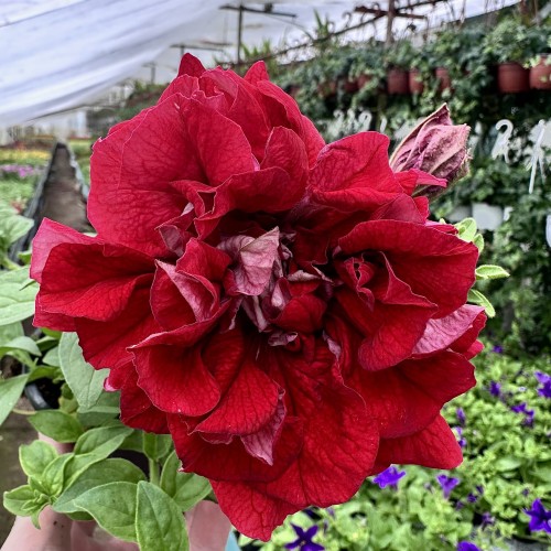 Surfinia Double Red Petunia Czerwona #1