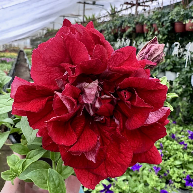 Surfinia Double Red Petunia Czerwona #1