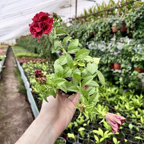Surfinia Double Red Petunia Czerwona #2