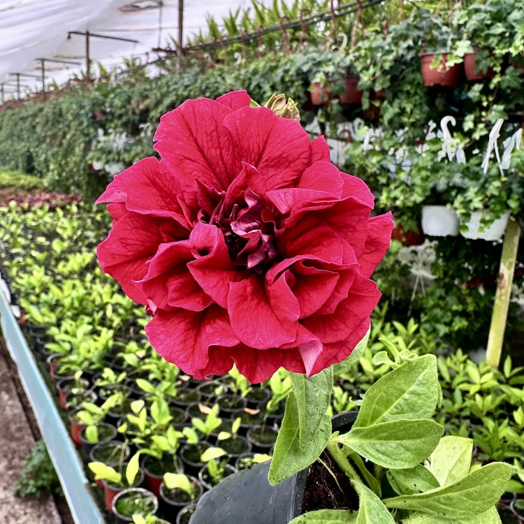 Surfinia Double Red Petunia Czerwona #3