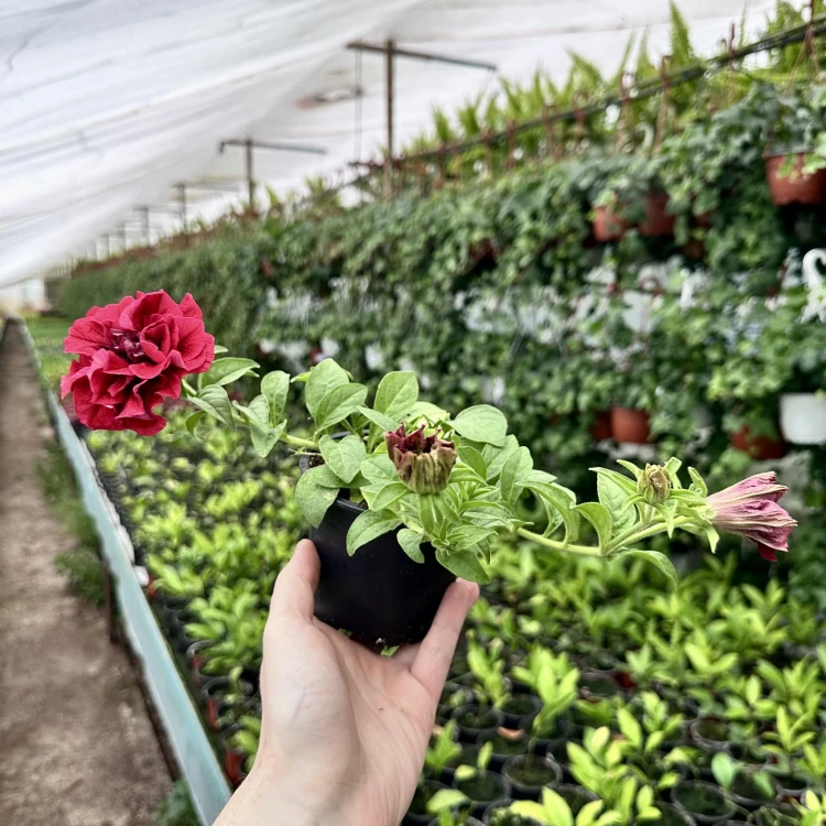 Surfinia Double Red Petunia Czerwona #4