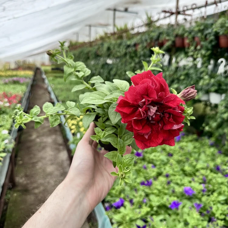 Surfinia Double Red Petunia Czerwona #5