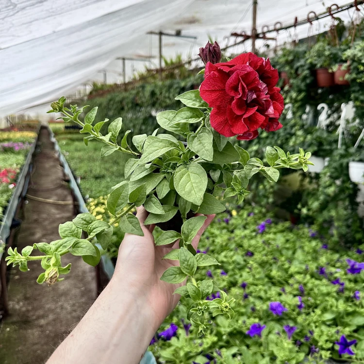Surfinia Double Red Petunia Czerwona #6