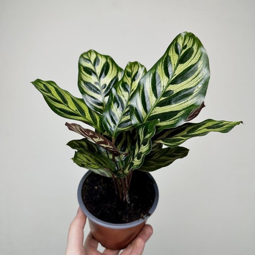 Calathea Makoyana Kalatea Makoya P12 #2