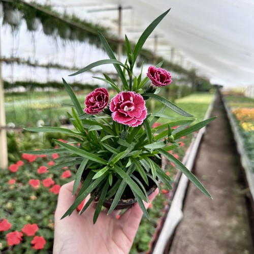 Goździk Burgundy Bicolor Dianthus caryophyllus #2