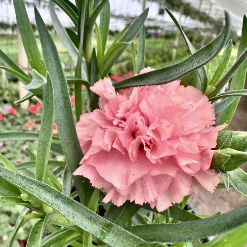 Goździk Apricot Dianthus caryophyllus #1