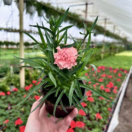 Goździk Apricot Dianthus caryophyllus #2