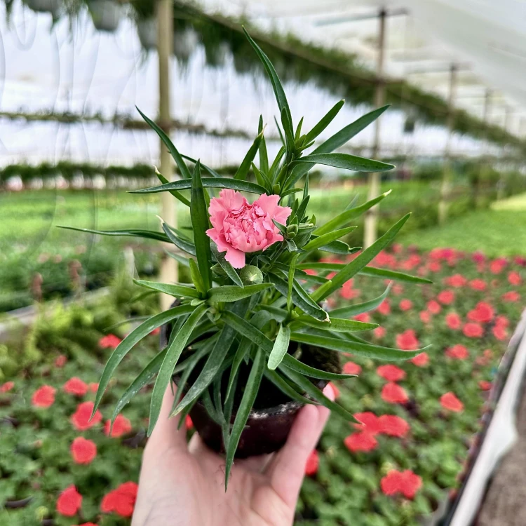 Goździk Apricot Dianthus caryophyllus #3