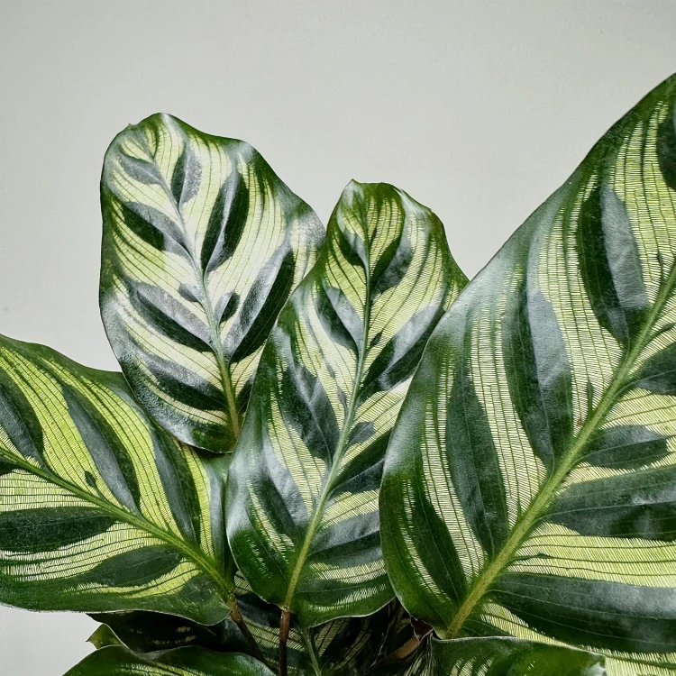Calathea Makoyana Kalatea Makoya P12 #3
