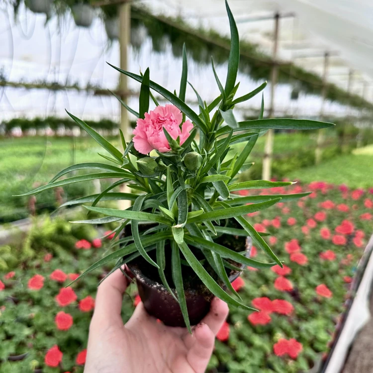 Goździk Apricot Dianthus caryophyllus #4