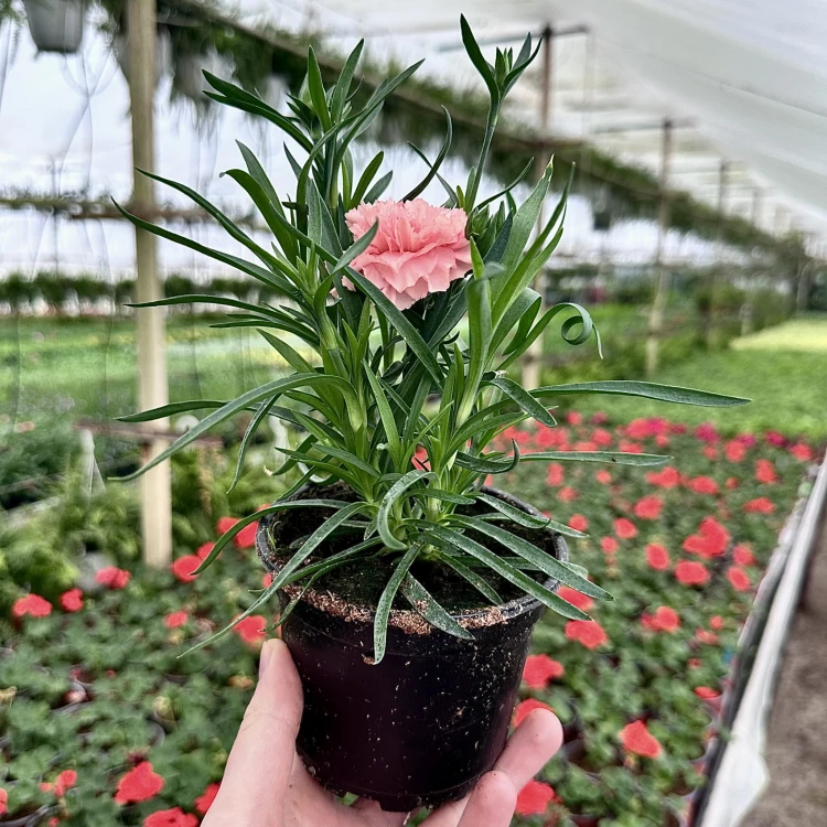 Goździk Apricot Dianthus caryophyllus #6
