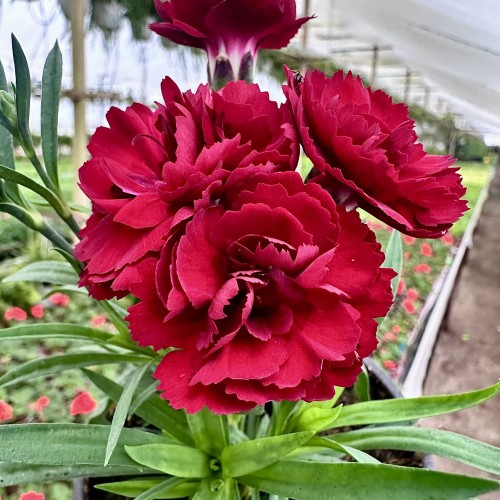 Goździk Dark Red Dianthus caryophyllus #1