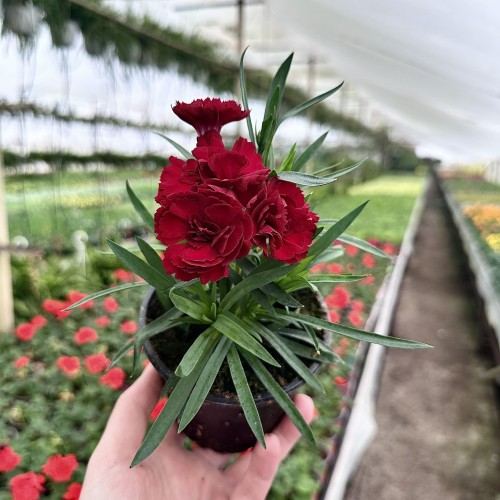 Goździk Dark Red Dianthus caryophyllus #2