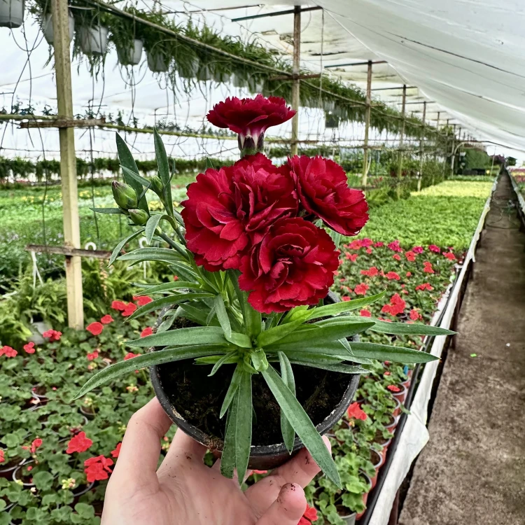 Goździk Dark Red Dianthus caryophyllus #3